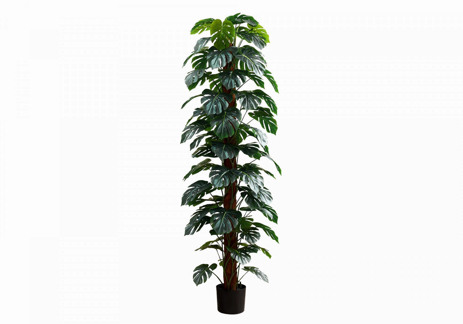 83" Monstera Plant With 8" Black Pot - Green