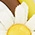 Seeing The Sunny Side Dangle Earrings
